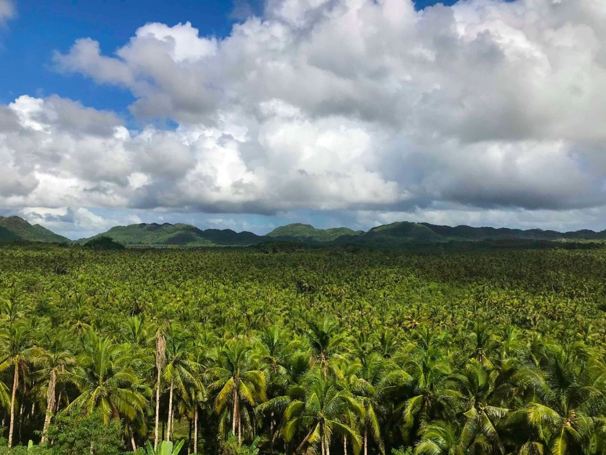 Coconut plantation at sunset