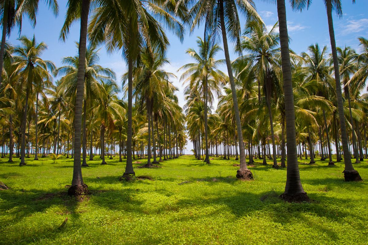 Coconut Farm