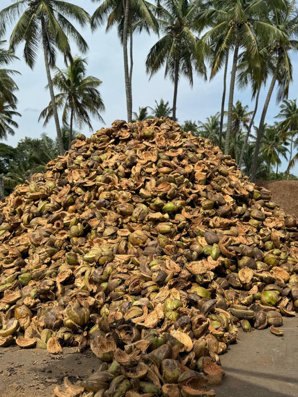 Coconut husks collected at the Step Nature yard