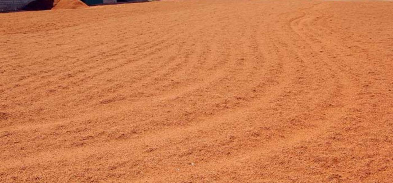 Coir fibre and coco peat sun-drying at the open yard