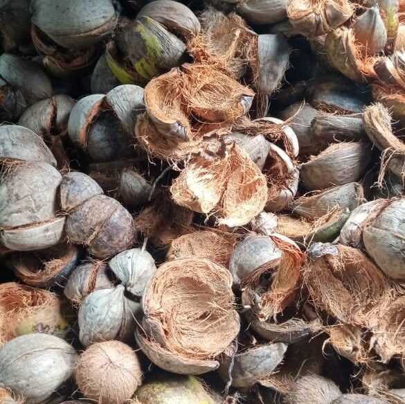Coconut Husk