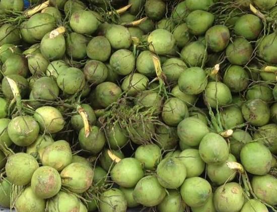 Fresh Coconuts